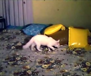 Vintage lesbian bigs boobs